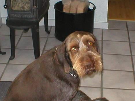 Ruhåret hønsehund Carlo billede 2