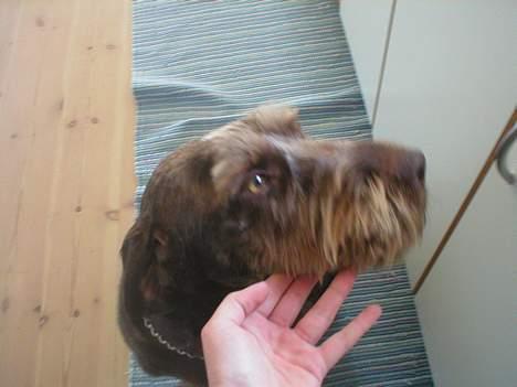 Ruhåret hønsehund Carlo billede 3