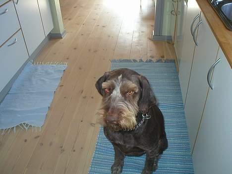 Ruhåret hønsehund Carlo billede 4