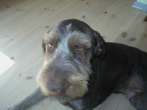 Ruhåret hønsehund Carlo billede 5