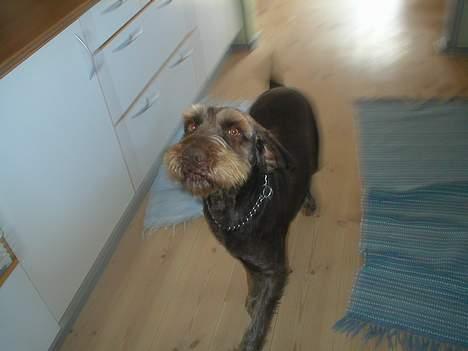 Ruhåret hønsehund Carlo billede 6