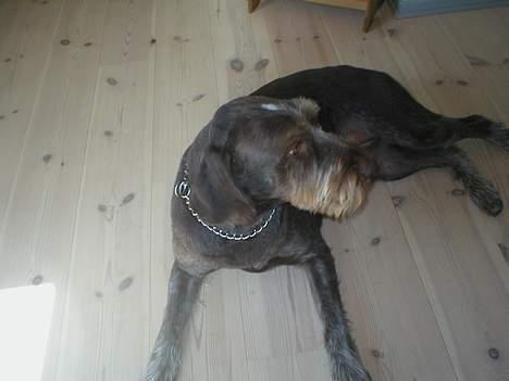 Ruhåret hønsehund Carlo billede 7