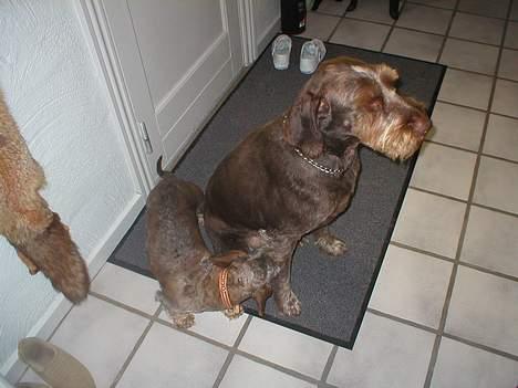 Ruhåret hønsehund Carlo billede 8