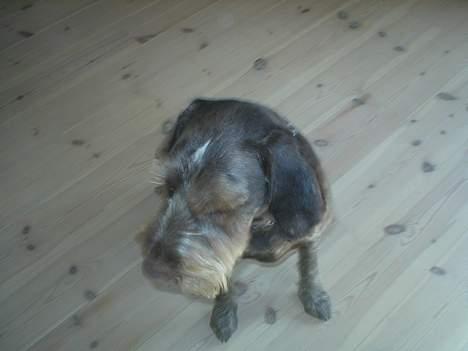 Ruhåret hønsehund Carlo billede 9