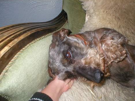 Gravhund Bjørn - Ny frisure :P . Er jeg ikke sød ? billede 13