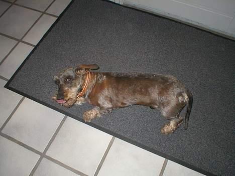 Gravhund Bjørn - Har lige fået nyt hår .. Men selvfølgelig - alt klæ´r en rose :) <3 billede 14