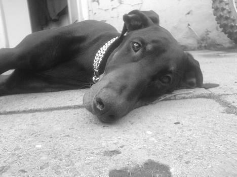 Dobermann **Kenzo** (Omplaceret) - Dase Dase .. :D billede 7