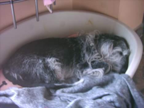 Blanding af racer King *død* billede 8