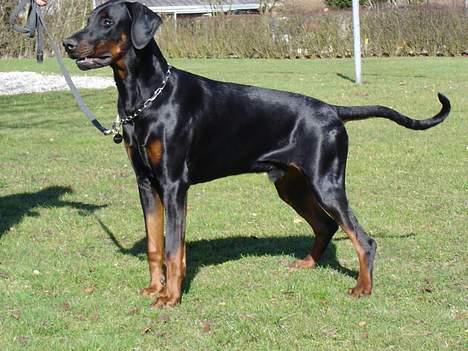 Dobermann Fox Vom Löven Dom/ Mozart billede 17