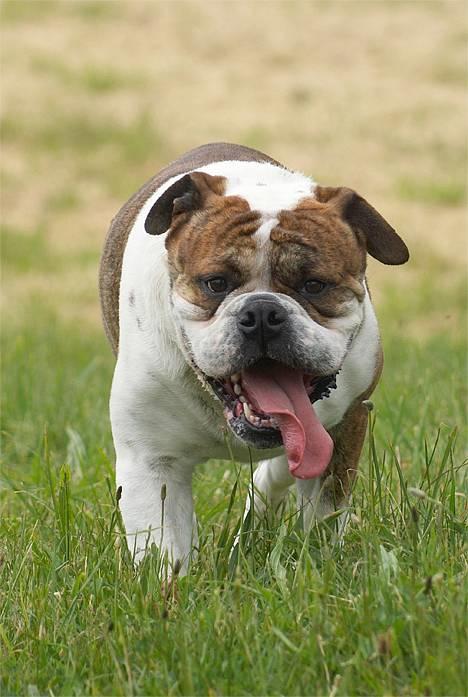 Olde english bulldogge Mr. Møller - Tak fordi du kiggede forbi min profil c",)   |*Tosafoto*| billede 19