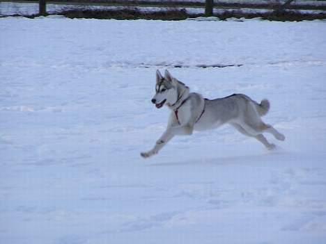 Siberian husky Tara billede 2