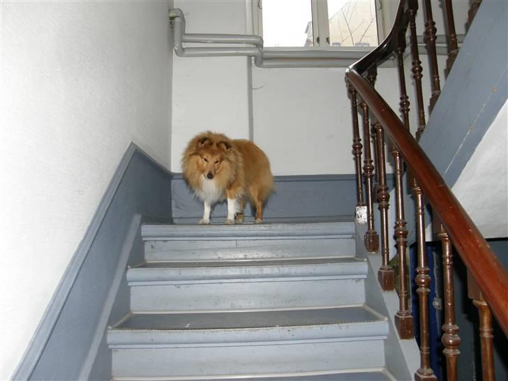Shetland sheepdog Watson "Danger" McFluff - Mine trapper. De fungerer som det første forsvar når revolutionen kommer. billede 2