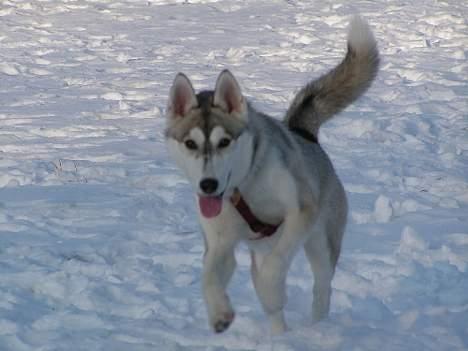 Siberian husky Tara billede 3