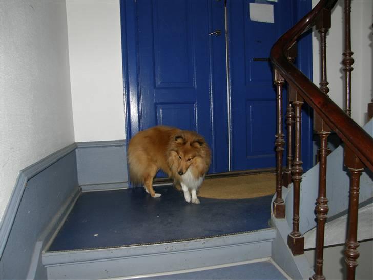 Shetland sheepdog Watson "Danger" McFluff - Min dør. Den er blå! Den holder maden inde og uvedkommende ude... Meget praktisk. billede 3