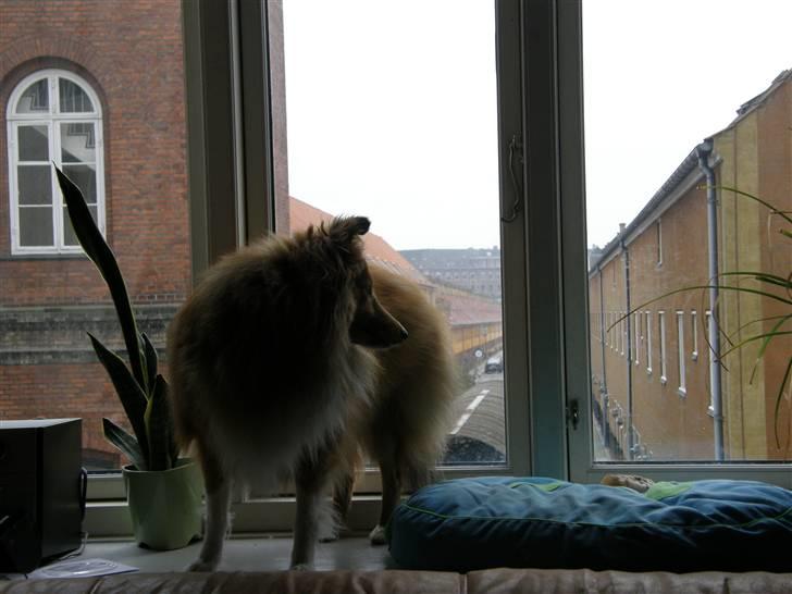 Shetland sheepdog Watson "Danger" McFluff - Min pude og mit vindue. Herfra er det nemmere at regere hele verden, for jeg kan se det hele. billede 4