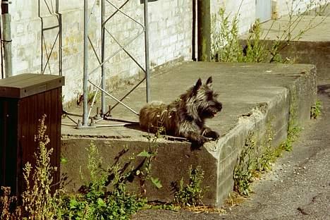 Cairn terrier Thor - jeg slikker lidt sol men må hellere holde øje med det hele...( plads tæt min første bolig inden vi flyttede) billede 1