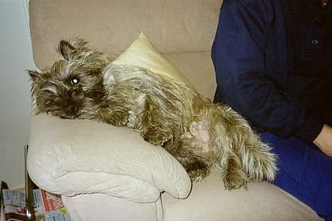 Cairn terrier Thor - uhmm dejligt armlæn.. billede 4