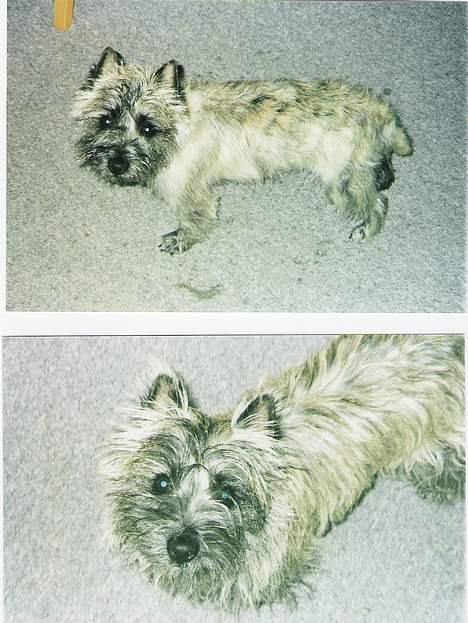 Cairn terrier Thor - ja her er jeg ikke så gammel endnu.. billede 5