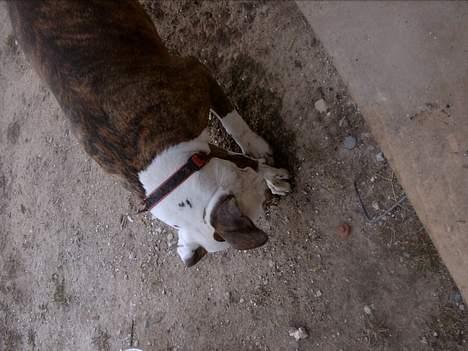 Amerikansk staffordshire terrier Bitte Lady - lige der er der mus.. billede 3