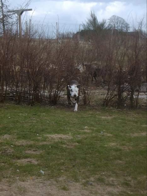 Amerikansk staffordshire terrier Bitte Lady - er det mig..?? hvad skal jeg nu? var lige ved at lege!! billede 4