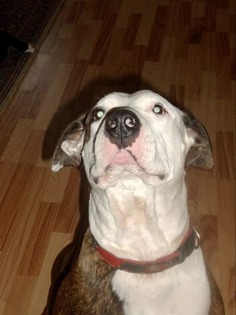 Amerikansk staffordshire terrier Bitte Lady - godbid?? billede 5