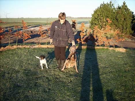 Weimaraner Bundy - Dejlig mår med pels, en lækkerbidsken billede 8