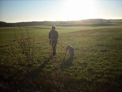 Weimaraner Bundy - Nu er jeg i  mit rette es billede 9