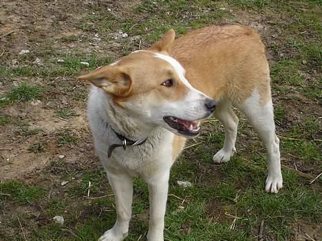 Blanding af racer Mille - Hov, hva sker der lige.. billede 12