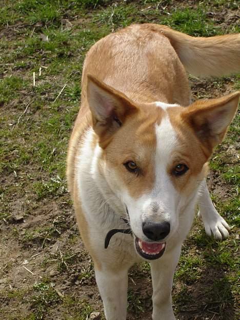 Blanding af racer Mille - Hvad siger du? billede 13