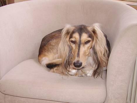 Saluki Kayla billede 1