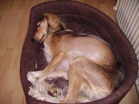 Saluki Kayla - Min store hund, når hun er mindst. billede 2