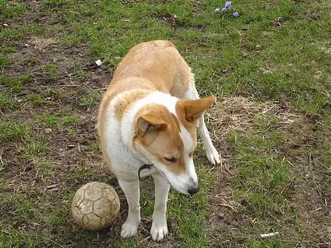 Blanding af racer Mille - Er det en edderkop, eller? billede 14