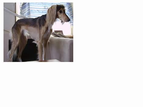 Saluki Kayla billede 3