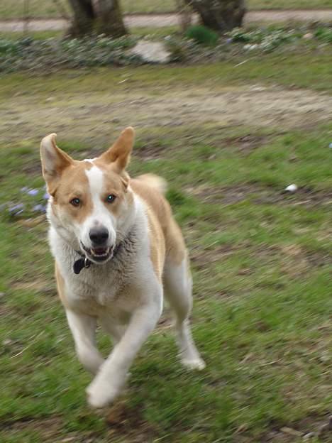 Blanding af racer Mille - Fuld fart frem... billede 15