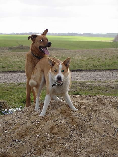 Blanding af racer Mille - Jep jeg er klar, skyd bare bolden billede 16