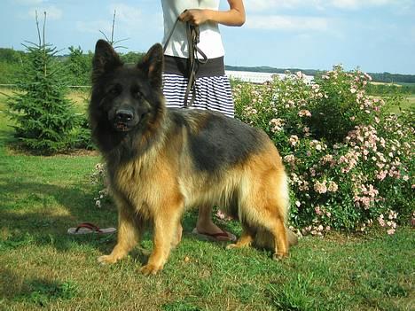 Schæferhund Haweto Natja   - Natja, som altid med en grankogle i munden. billede 1