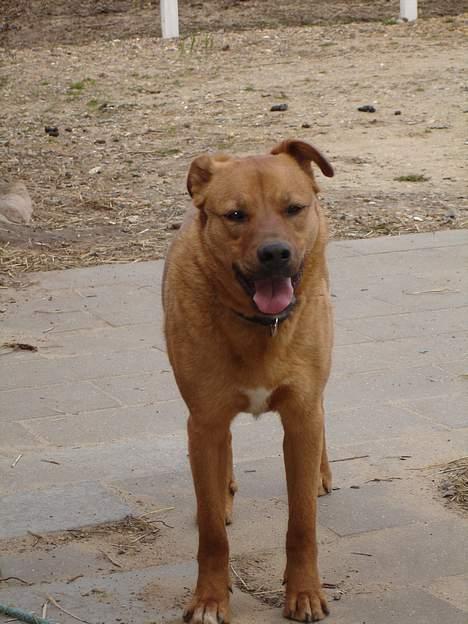 Blanding af racer Sascha - R.I.P billede 15