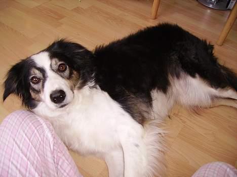 Border collie Freja - Lille freja, der slapper af på stuegulvet. billede 1