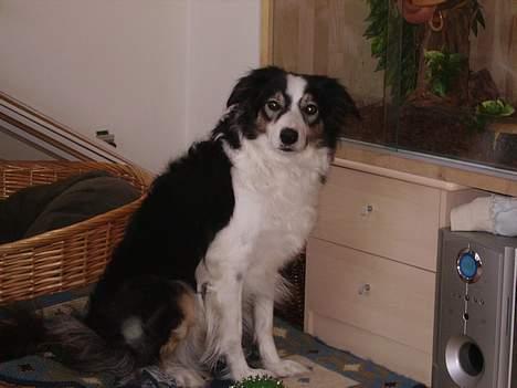 Border collie Freja - Freja der holder vagt ved slangerne. billede 2