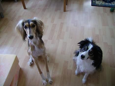 Border collie Freja - Freja og Kayla. billede 3