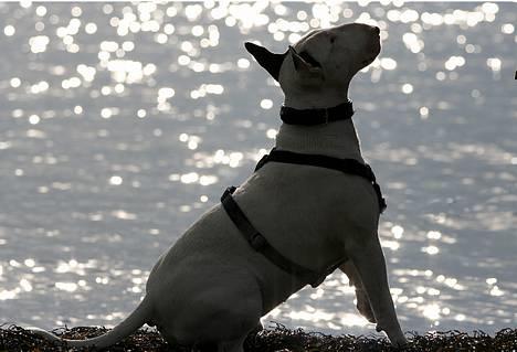 Bullterrier Nimbus billede 18