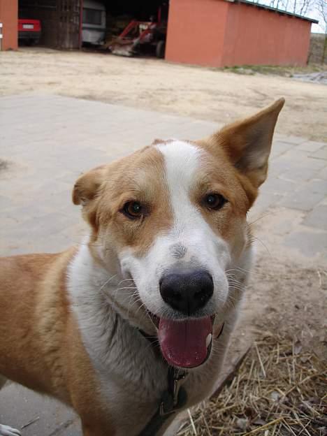 Blanding af racer Mille - Nu nysser jeg dig snart billede 17