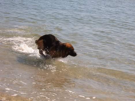 Schæferhund Haweto Natja   - En glad vandhund .. billede 3