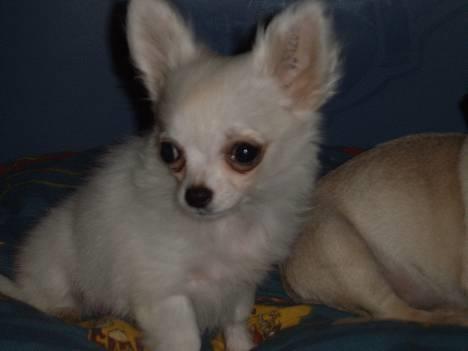 Chihuahua * Daisi *  - Et hvalpe-billede fra sensommeren 2005.. Er jeg ikke bare dejlig??? billede 2