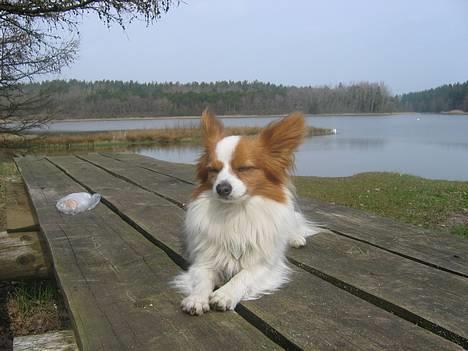 Papillon Rex - Far siger "Der er for mange hår i maden" billede 19