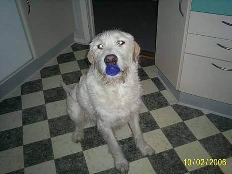 Blanding af racer Marco (død snøøft) - her sidder jeg med sut. er jeg ikk fin<3<3<3?? i loove you Marco<3 billede 6