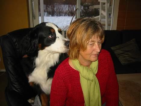 Berner sennenhund Albert - ja, jeg er måske lidt jaloux over, at du bare ser fjernsyn, og ikke nusser mig :) billede 2