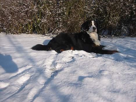Berner sennenhund Albert - Posere for kameraet :D billede 6