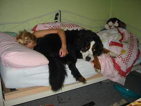 Berner sennenhund Albert - Hans kælenavn er: "PUTTEHUND" billede 7