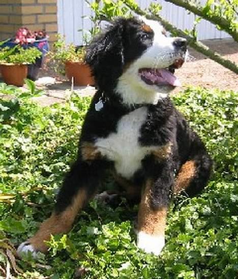 Berner sennenhund Albert - Albert, 3.5 mdr! billede 9